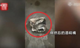 山猪短视频,探寻自然之美，感受野性魅力